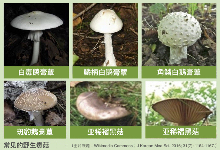 林志彬教授专文｜灵芝解毒传说的例证——解救毒蘑菇中毒